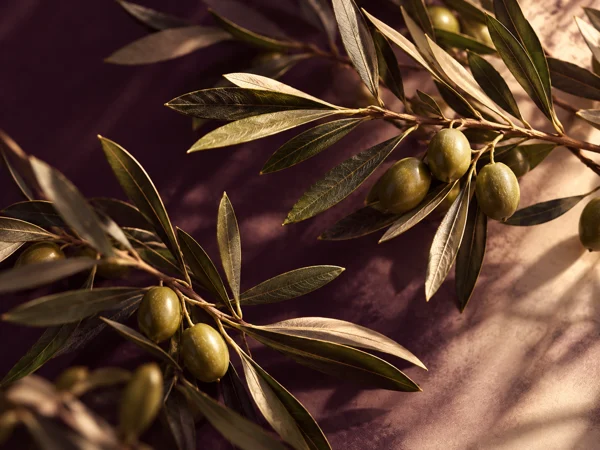 Olive branches